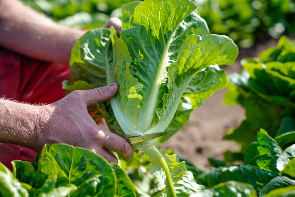 Romansallad