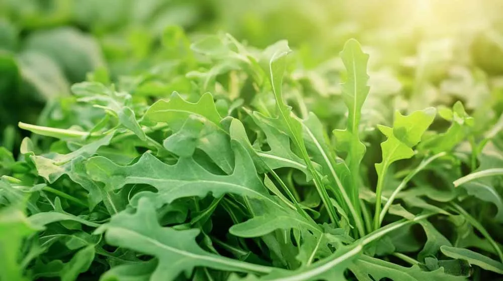 Ruccola